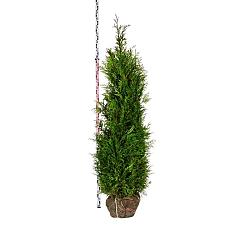 Thuja pl. 'Martin'