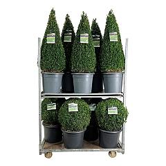 Buxus sempervirens