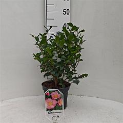 Camellia j. 'Cleopatra'