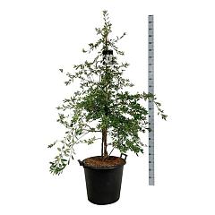 Exochorda 'The Bride'