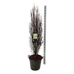 Frangula alnus Fine Line
