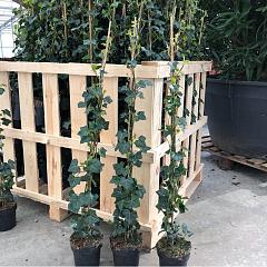 Hedera hibernica