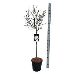 Magnolia stellata