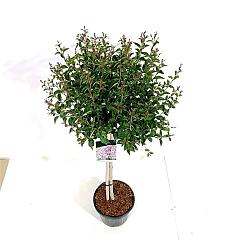 Syringa 'Flowerfest Purple'