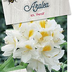 Rhododendron (AK) 'Persil'