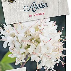 Rhododendron (AM) 'Viscosa'