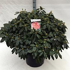 Rhododendron (Y) 'Percy Wiseman'