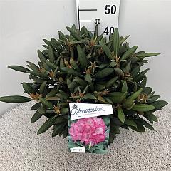 Rhododendron (Y) 'Polaris'