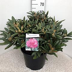 Rhododendron (Y) 'Polaris'