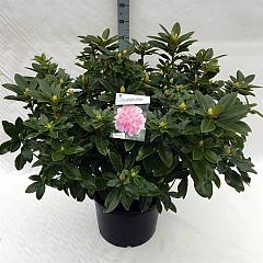 Rhododendron 'Albert Schweitzer'