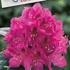 Rhododendron 'Anah Kruschke'