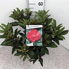 Rhododendron 'Wilgen's Ruby'