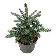 Picea pungens 'Super Blue Seedling'