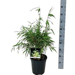 Fargesia rufa