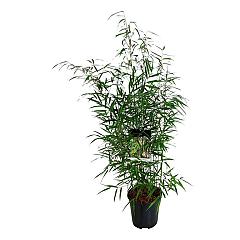 Fargesia scabrida 'Asian Wonder'