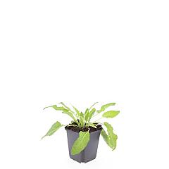 Salvia nemorosa 'Mainacht'