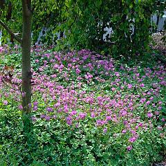 Geranium cantabrig. 'Cambridge'