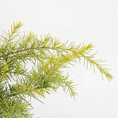 Cedrus deod. 'Golden Horizon'