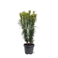 Cephalotaxus h. 'Korean Gold'