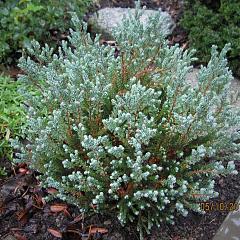 Chamaecyparis t. 'Blue Rock' ®