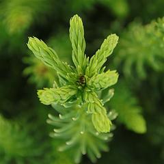 Cryptomeria j. 'Dinger'