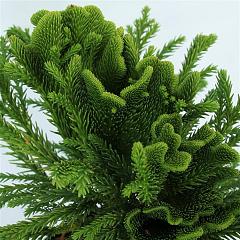 Cryptomeria j. 'Serama'