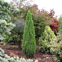 Juniperus comm. 'Compressa'