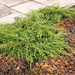 Juniperus comm. 'Repanda'