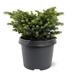 Picea abies 'Little Gem'