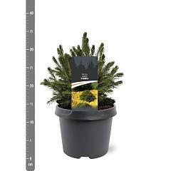 Picea abies 'Tompa'