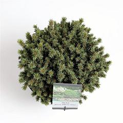 Picea glauca 'Alberta Globe'