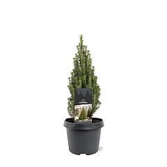 Picea glauca 'Zuckerhut'