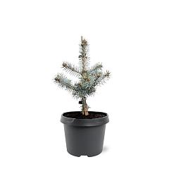 Picea pungens 'Blue Diamond'