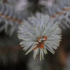 Picea pungens 'Erich Frahm'