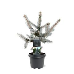 Picea pungens 'Hoopsii'