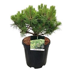 Pinus densiflora 'Jane Kluis'