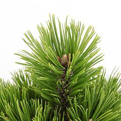 Pinus heldreichii 'Compact Gem'
