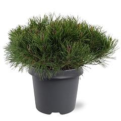 Pinus mugo 'Mughus'