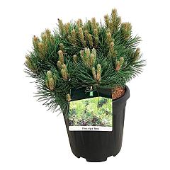 Pinus nigra 'Nana'