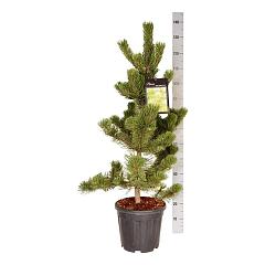 Pinus nigra 'Oregon Green'
