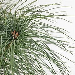 Pinus strobus