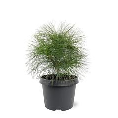 Pinus wallichiana