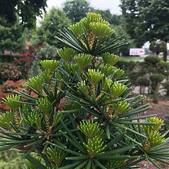 Sciadopitys vert. 'Green Diamond'