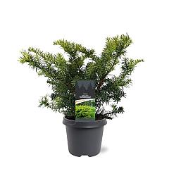 Taxus b. 'Summergold'