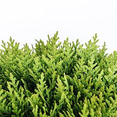 Thuja occ. 'Danica'