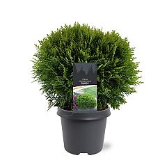 Thuja occ. 'Danica'