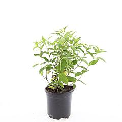 Diervilla lonicera 'Dilon'