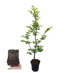 Carpinus betulus