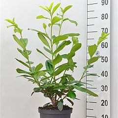 Prunus l. 'Novita'