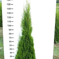 Thuja occ. 'Smaragd'